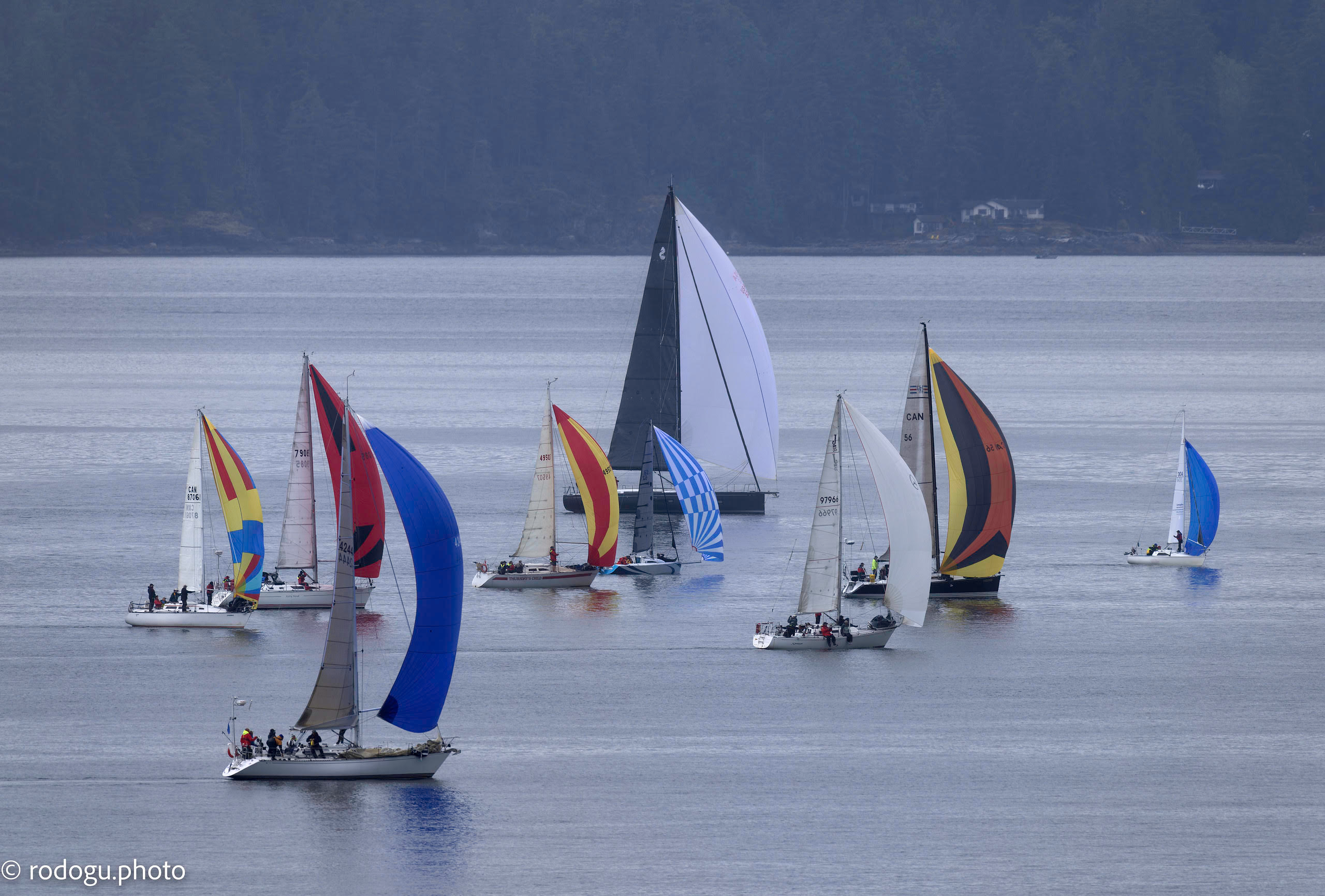 sailboats with spinnakers up